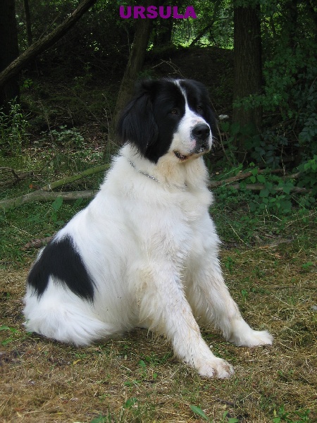 CH. Ursula (Sans Affixe)
