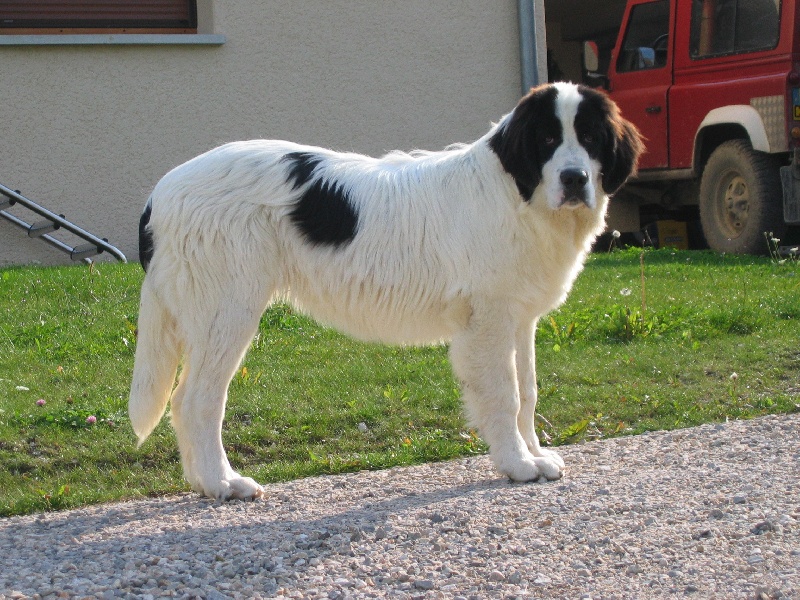 Nikita vom hasetal
