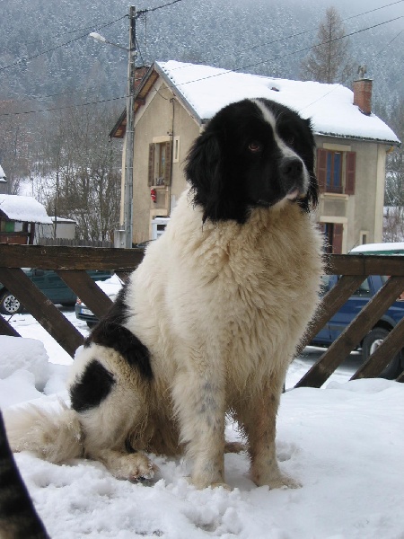 Alf de la bergerie du MontAiguille